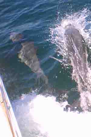 Image 3-6